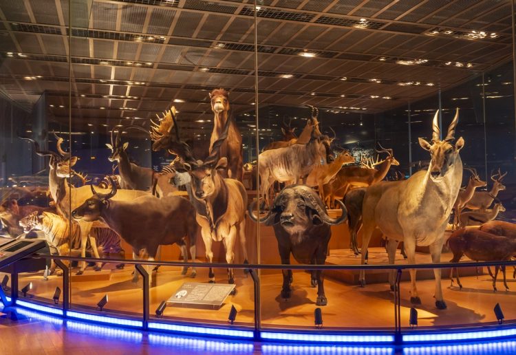 上野本館の地球館3階「大地を駆ける生命」の展示。世界の哺乳類・鳥類がダイナミックに展示されている
