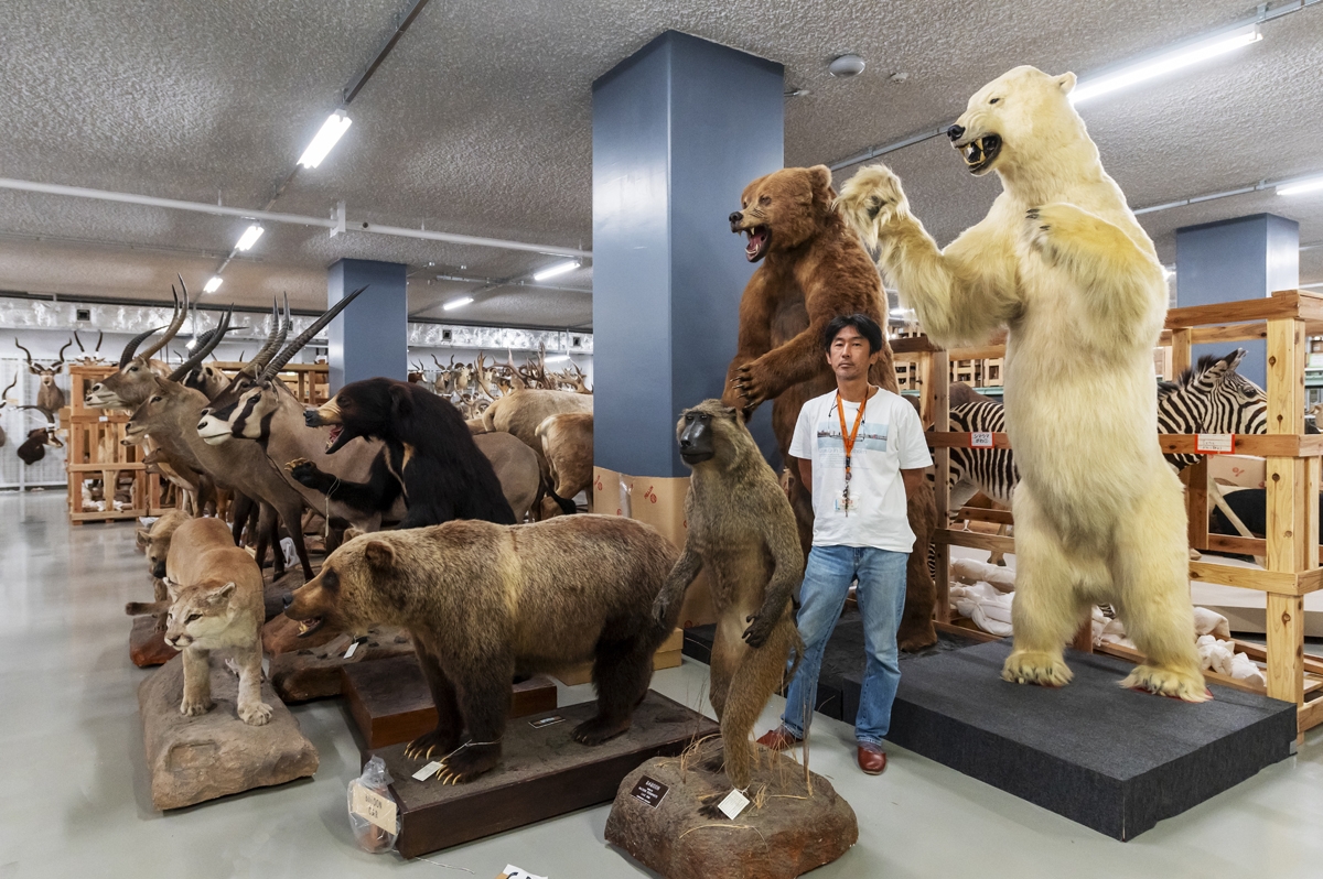 国立科学博物館寄贈品級】大熊氏作成品烏の剥製