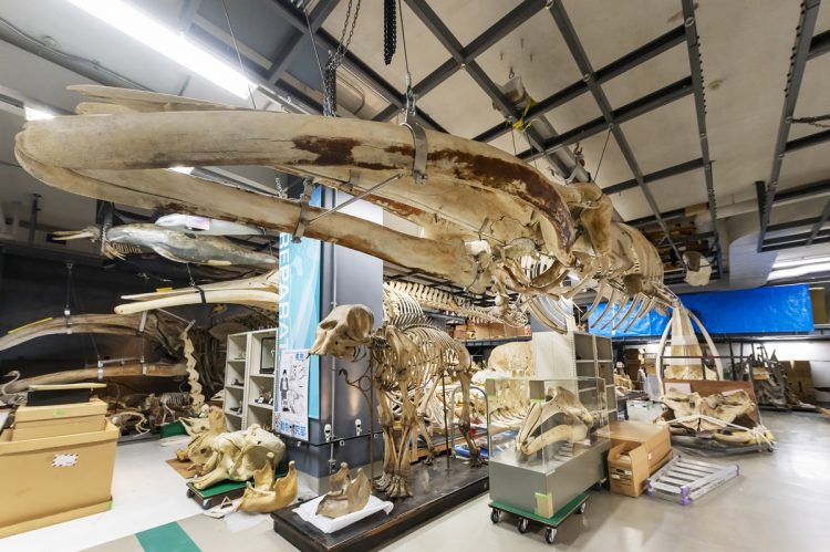 骨格標本の収蔵庫。天井から吊されているのはニタリクジラ、その下はゾウの骨