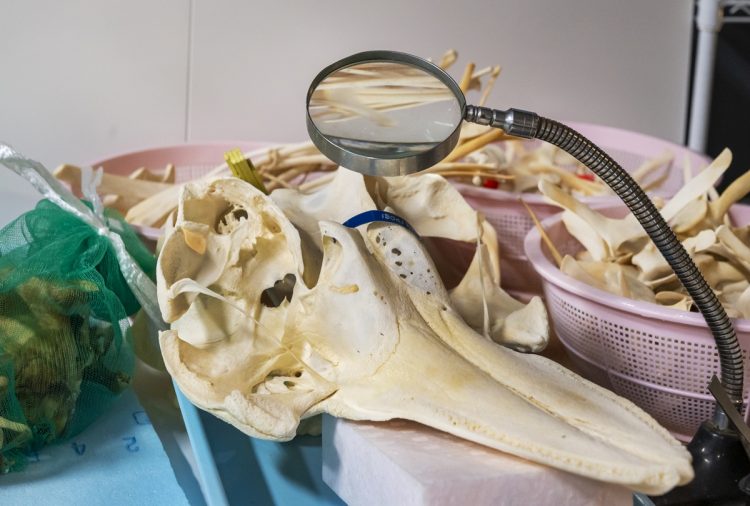 カズハゴンドウの頭骨