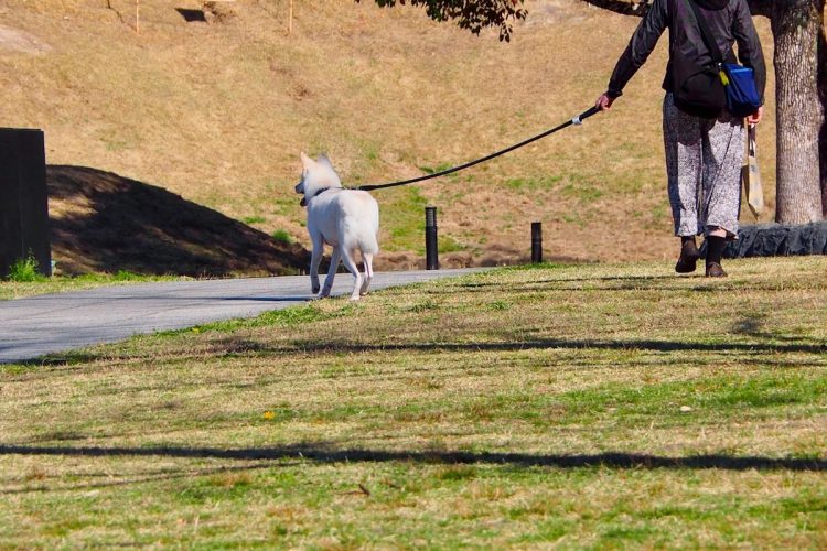 犬の飼育で約60％も認知症リスクが下がるケースも（イメージ）