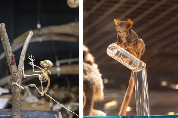 木に登って虫を捕る姿を捕らえたショウガラゴというサルの骨格標本（写真左）。上野本館の地球館3階には、仮剥製の展示が