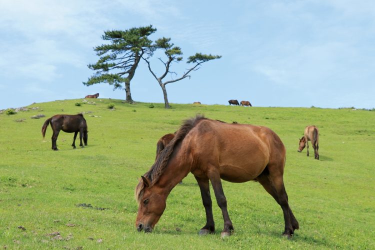 太平洋に面する都井岬では、300年もの間、野生で生き残ってきた国の天然記念物・御崎馬を見ることができる。近年は、新たなパワースポットとして人気急上昇中