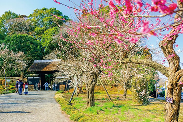 120年以上続く「水戸の梅まつり」は「偕楽園」で毎年2～3月に開催。見頃は2月下旬～3月中旬