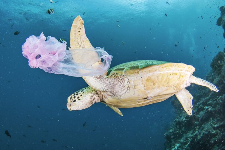 海を漂う海洋ゴミは生態系に与える影響も大きいと懸念されている（写真／AFLO）
