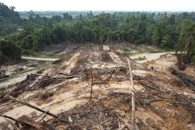 ボルネオ島では熱帯雨林のおよそ80％が、伐採による深刻な打撃を受けていることが明らかになった（写真／AFLO）