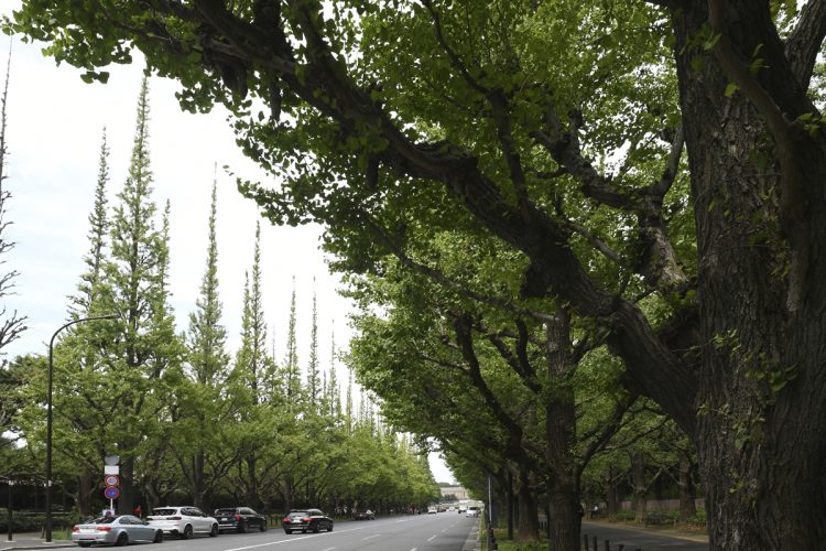 東京都心の明治神宮外苑も再開発によって失われつつある「コモン」と言える（写真／AFLO）