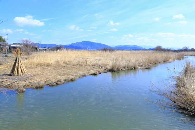 滋賀県では水質保全や魚類・鳥類など生態系保護の観点から琵琶湖周辺の「ヨシ（イネ科の植物）群落」を守る条例が可決され、京都府では琵琶湖にかかわる湖沼水質保全計画が策定されるなど周辺地域が一体となって琵琶湖の水質保全が推進されている（時事通信フォト）