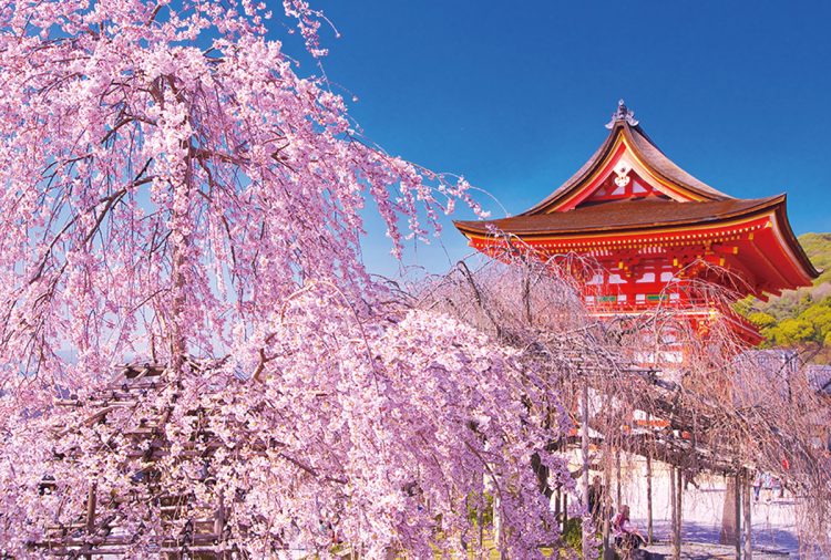 京都など桜の名所の旅行にも利用可能（写真／AFLO）