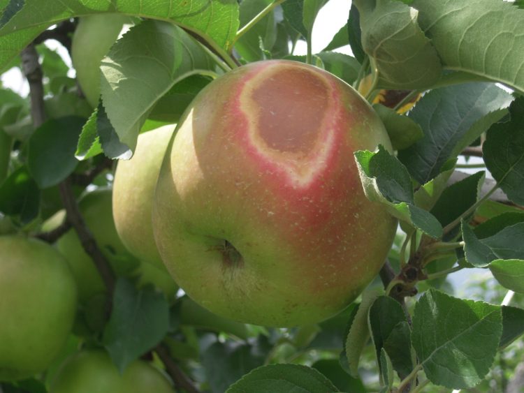 りんごの「日焼け」は皮が変色し、市場出荷できない（写真提供／農研機構）