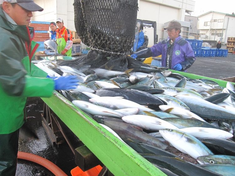 昨夏、函館では海水温25℃を記録し、南方系のブリ漁の水揚げが日本トップクラスに（写真提供／北海道渡島総合振興局）
