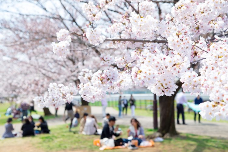 花見が苦手な人たちの事情とは（イメージ）