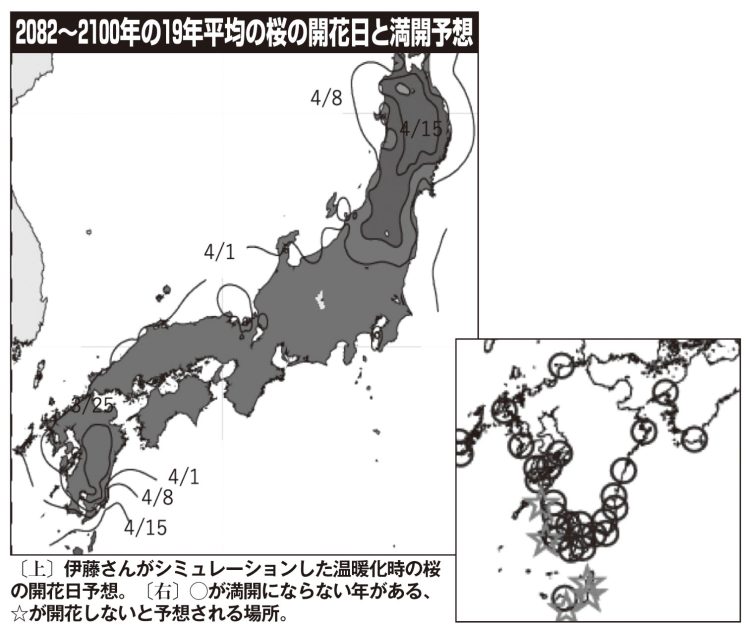 （上）伊藤さんがシミュレーションした温暖化時の桜の開花日予想。（右）◯が満開にならない年がある、☆が開花しないと予想される場所