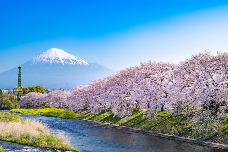 温暖化の影響で「桜前線」が消える未来も（写真：イメージマート）