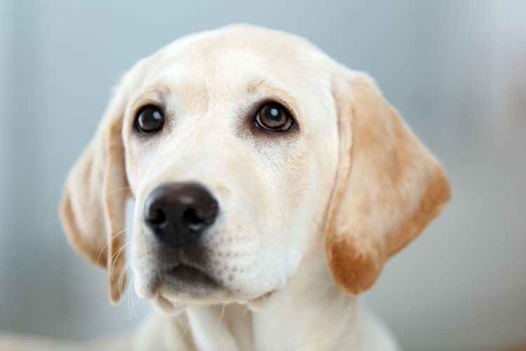 犬の予防注射を免除してもらうことはできるか（写真：イメージマート）