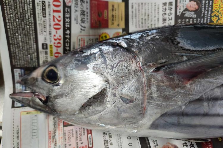 道を歩いていてもらった釣りたてのカツオ