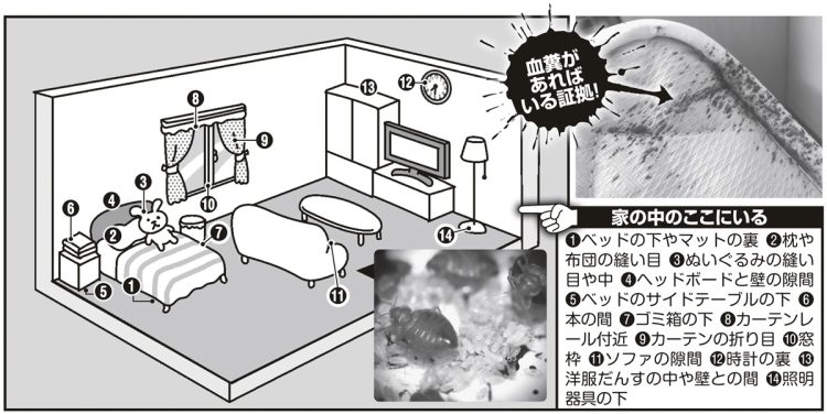 トコジラミの出没地