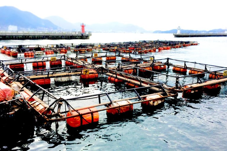 【世界の魚介類の半数が養殖】魚食ブームを支える「養殖ビジネス」の最前線 「海水魚を養殖できる」日本の強みと過熱する「陸上養殖」の課題 ...
