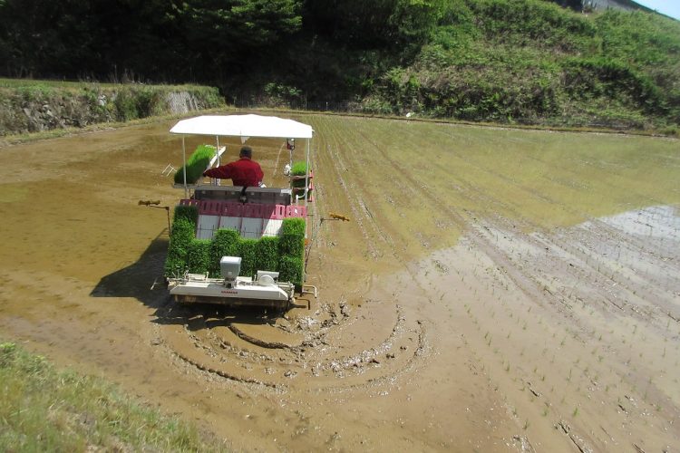 田植えも連携プレーだ