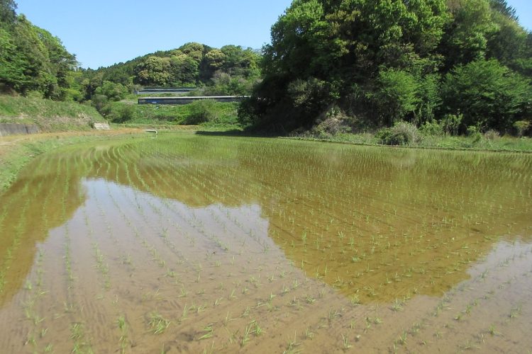 きれいに苗が植えられた田んぼ