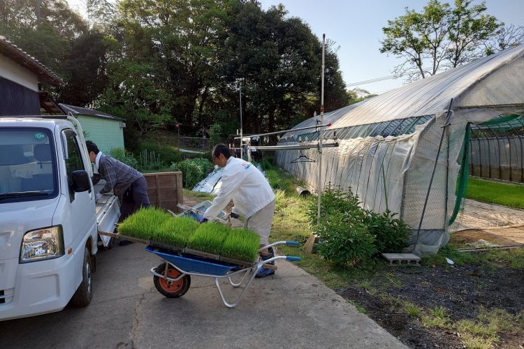 苗の容器を軽トラに乗せる筆者