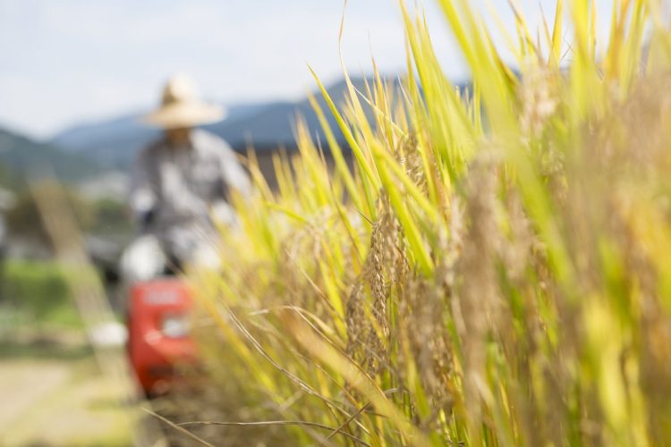 コメ農家とJAの関係に変化が(写真:イメージマート)