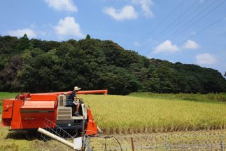 今年も新米の収穫が始まっている
