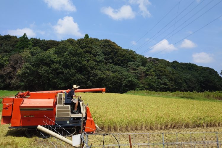 今年も新米の収穫が始まっている