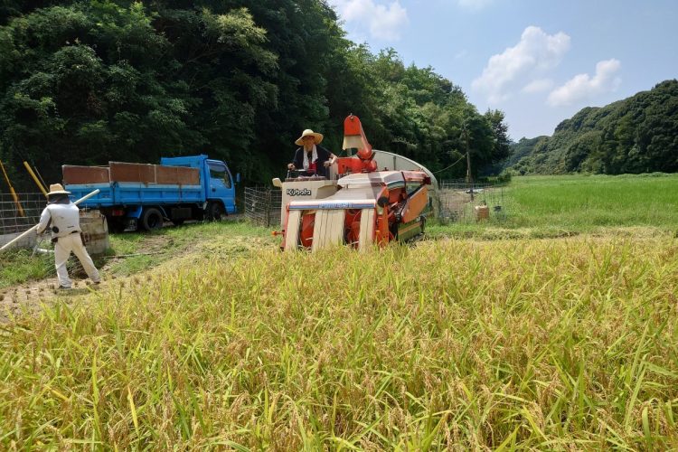 コンバインでは稲刈りと脱穀が同時にできる
