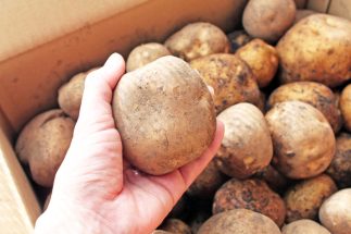 日本の食料問題の常套句「食料自給率が低い」「世界で買い負けている」は本当か？　カロリーベースと食料安全保障という言葉に潜むまやかしの正体