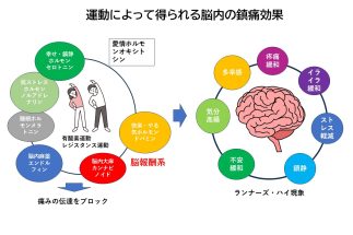 慢性疼痛の治療に「運動」が効く理由　脳が変わることで痛みが和らぐメカニズムとは【専門医が解説】