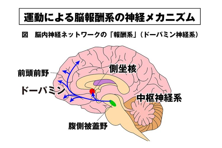 「脳報酬系」は鎮痛・快感作用に関わっている