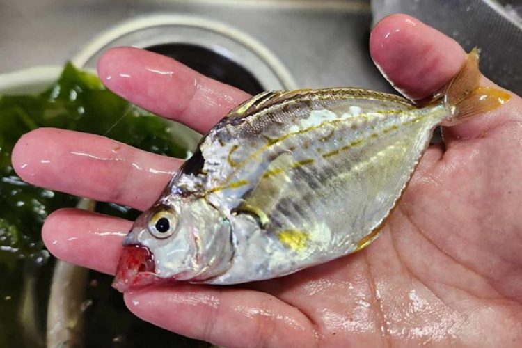 キス釣りで掛かってくるヒイラギ