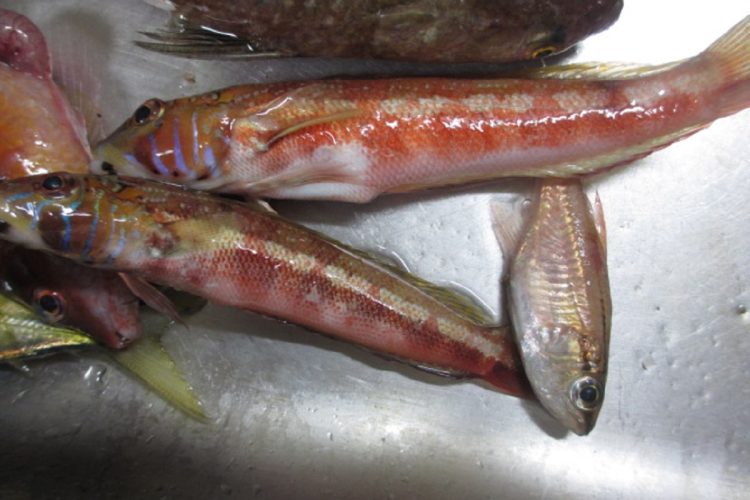 薄っぺらくて身が少ないネンブツダイ