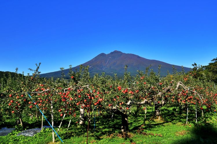 岩木山は「津軽富士」と呼ばれ、ふもとはリンゴ畑が広がる