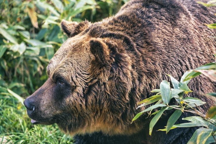 クマ対策が「正当な理由」として認められるか？（写真：イメージマート）