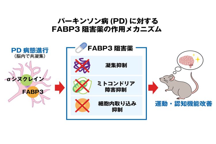 FABP3阻害薬は脳内でαシヌクレインと共に凝集するFABP3（図では別々に記載）に作用し、αシヌクレインの「凝集」「ミトコンドリア障害」「細胞内取り込み」を抑制する