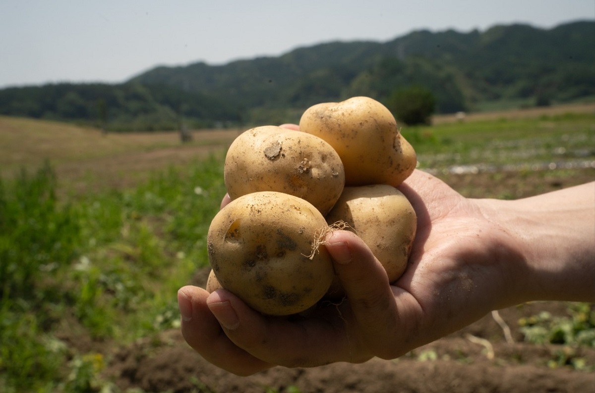 1kg7万円で取引されたこともあると言われる幻の品種「ボンノット」（湖池屋提供）