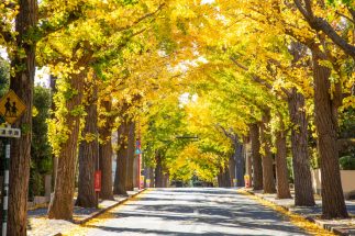 【田園調布を地価下落が襲う？】大田区の不動産価格「上がる街／下がる街」　JR「大森」「蒲田」の東と西の“街間格差”に逆転現象か　大量相続と再開発で予見される激変を不動産事業プロデューサーが詳細解説