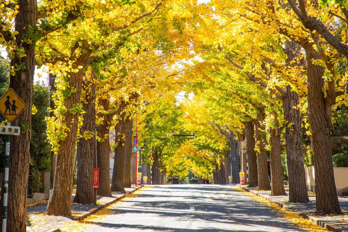 東京・大田区の「街間格差」で輝く街とくすむ街はどこ?(写真は田園調布のイチョウ並木)