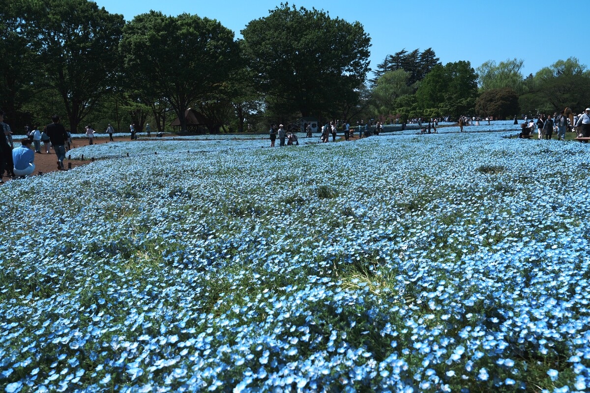 ネモフィラの絨毯