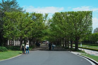 《マインクラフトの木？》昭和記念公園の「角刈りイチョウ」の謎に迫る　SNSでも話題沸騰　広報担当者が明かす“直線美と融合した景色”が生まれた経緯