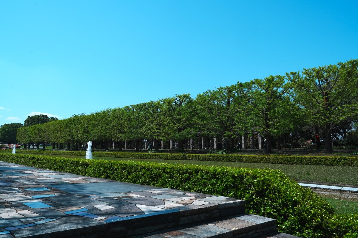 公園ができた当初からこのような形状に刈り込まれていたという