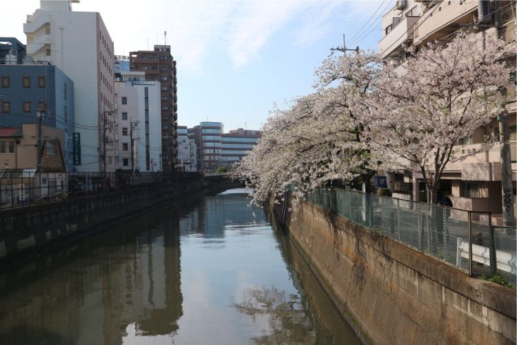 蒲田の呑川沿いは桜の名所としても有名