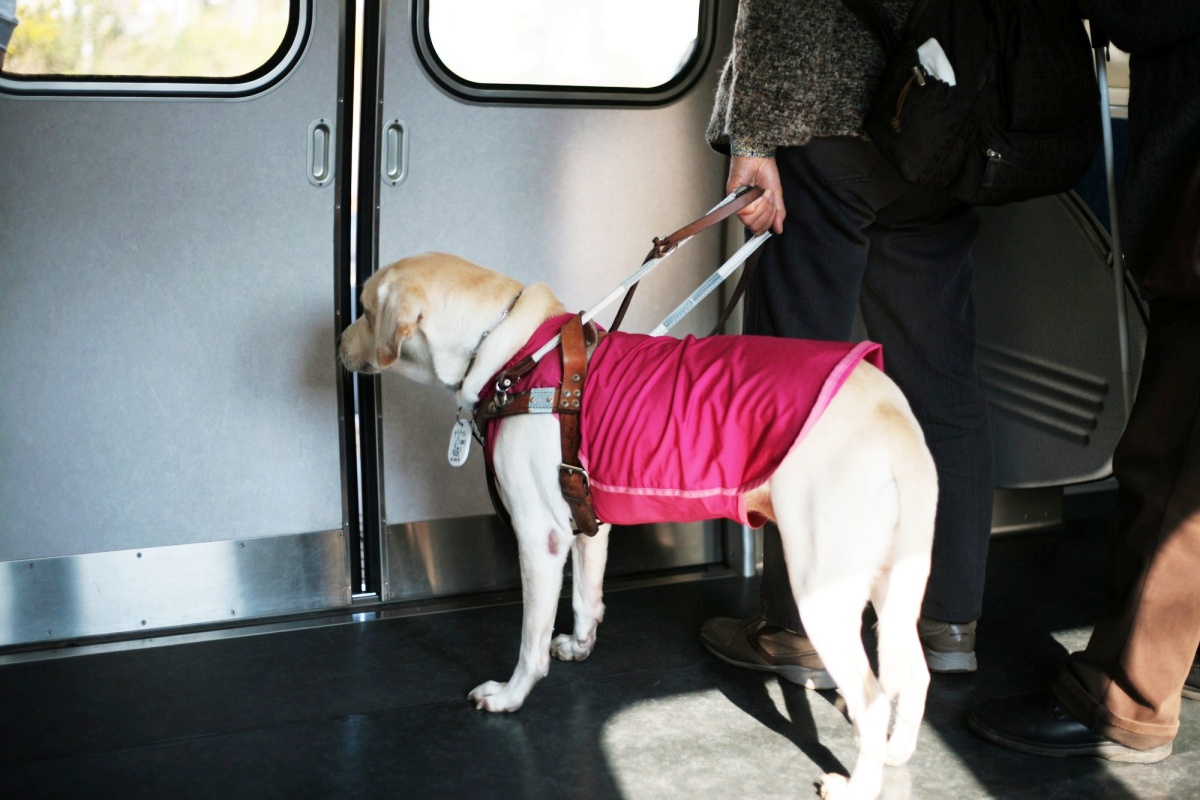 盲導犬の同伴を拒否してもよいのか(イメージ)
