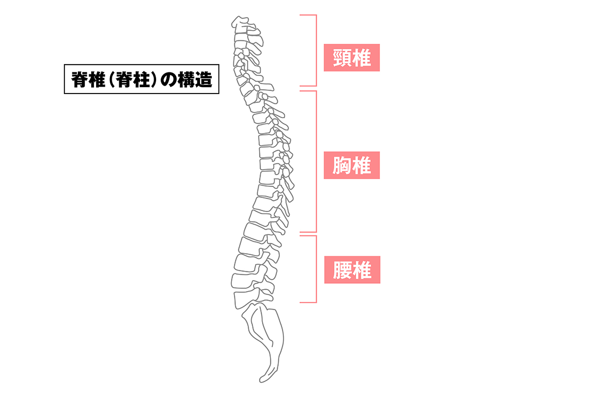 脊椎(脊柱)」は「椎体」という骨が柱状に連なっている