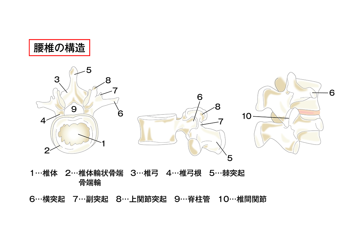 腰椎には常に荷重がかかるため、さまざまな疾患が起こりやすい