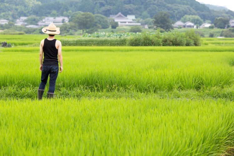 豊作なのにコメが十分に安くならない理由とは（写真：イメージマート）