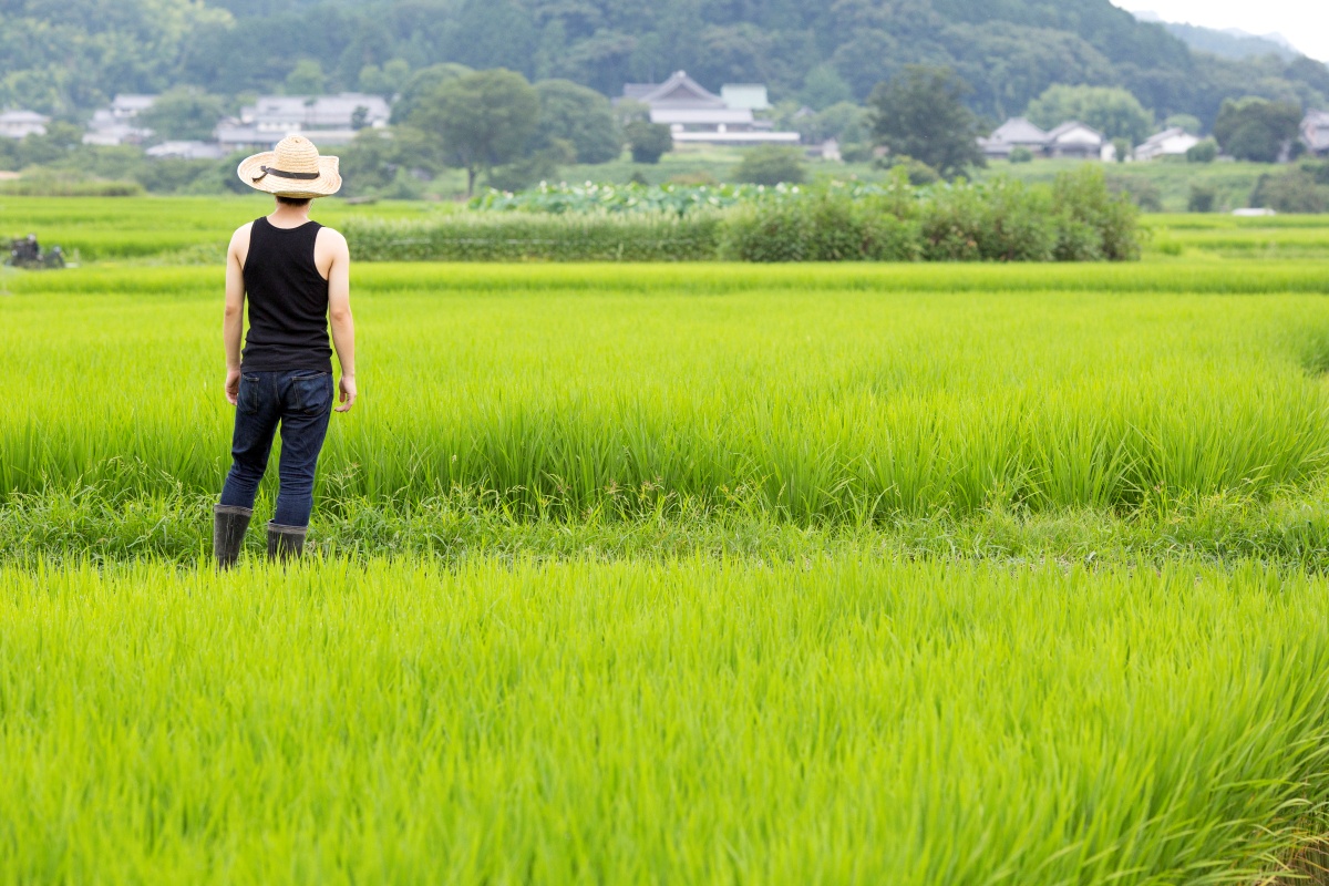 豊作なのにコメが十分に安くならない理由とは（写真：イメージマート）