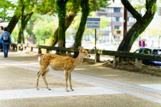 天然記念物に指定されている奈良公園の鹿（写真：イメージマート）